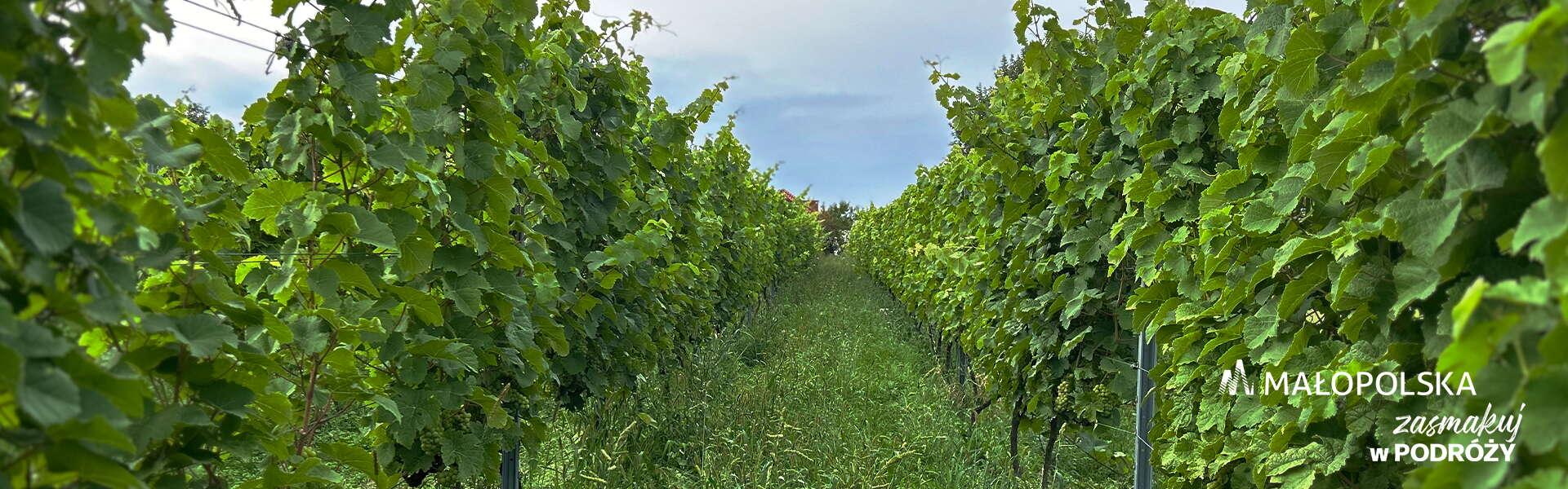 Aleja w winnicy - zielone krzewy winorośli po obu stronach ścieżki, w prawym dolnym rogu logo Małopolski i napis Zasmakuj w podróży