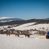 Zdjęcie ukazuje okolice Babiej Góry oraz zaprzęg psów ciągnących sanie po śniegu.