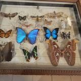 Image: ARTHROPODA Butterfly Museum Bochnia