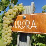 Image: Garlicki Lamus Vineyard Garlica Murowana