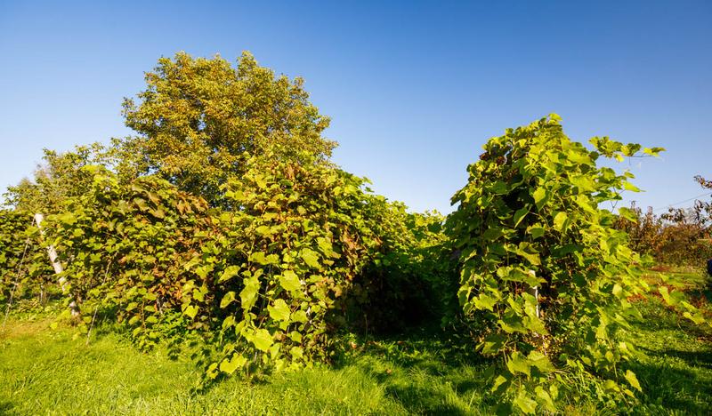 Fotografia przedstawia rzędy krzewów winorośli na których widoczne są owoce winogrona koloru granatowego. Owoce dojrzewają w promieniach słonecznych w winnicy zawisza.