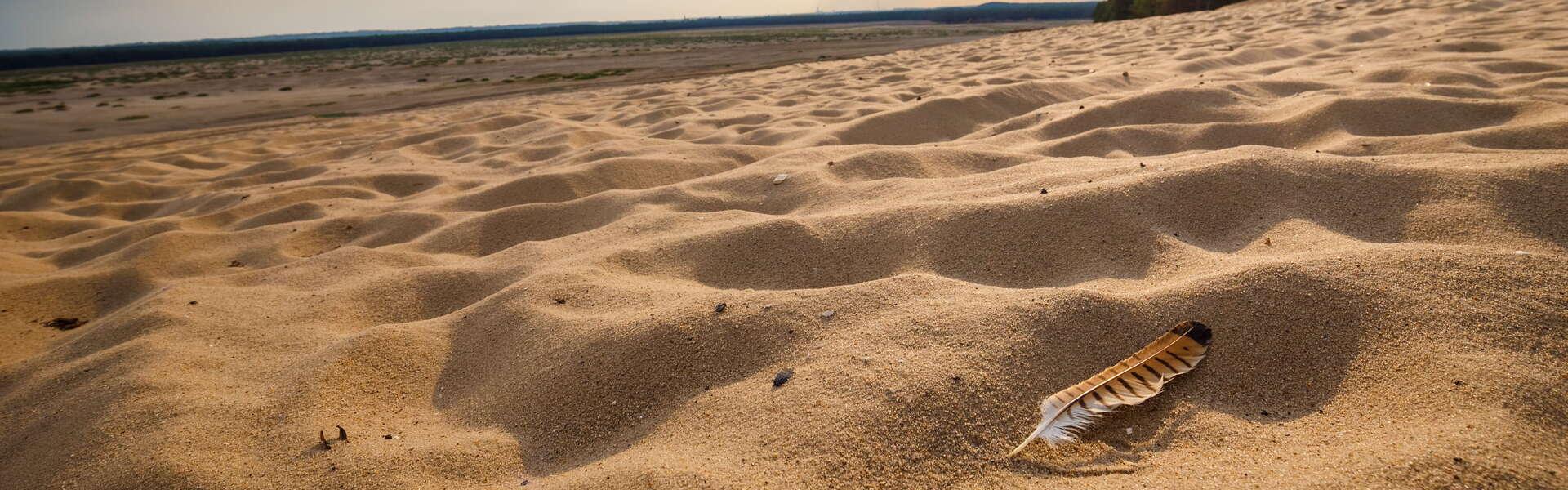 Pustynia Błędowska. Lotne piaski, z prawej strony niewielka kępa zieleni