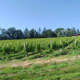 zdjęcie przedstawia winorośl na której rosną winogrona, z którego produkuje się wino