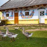 Na pierwszym planie widać młode gęsi, dalej kaczki. W tle malowana w kwiaty chata w Zalipiu.