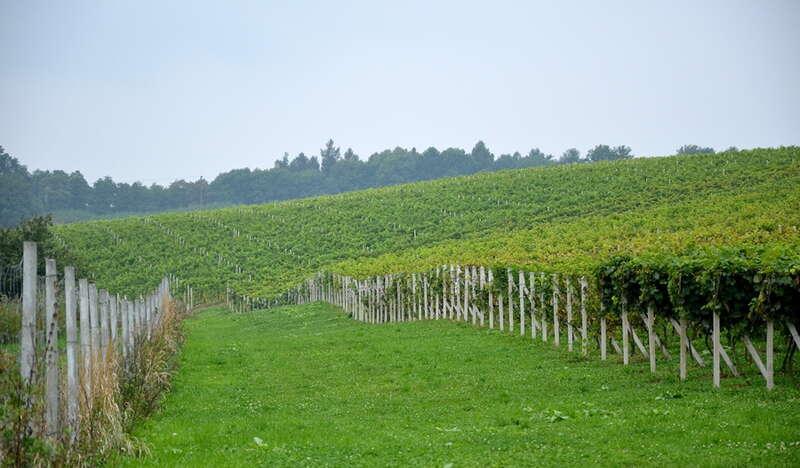 uprawy winorośli rosnące wzdłuż tyczek