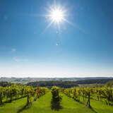 słońce świecące nad uprawą winorośli
