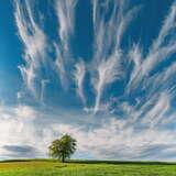Bujna łąka. W oddali drzewo. Na niebie pierzaste chmury. Zdjęcie z miejscowości Siary.