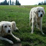 Dwa duże, białe psy pasterskie na polanie.