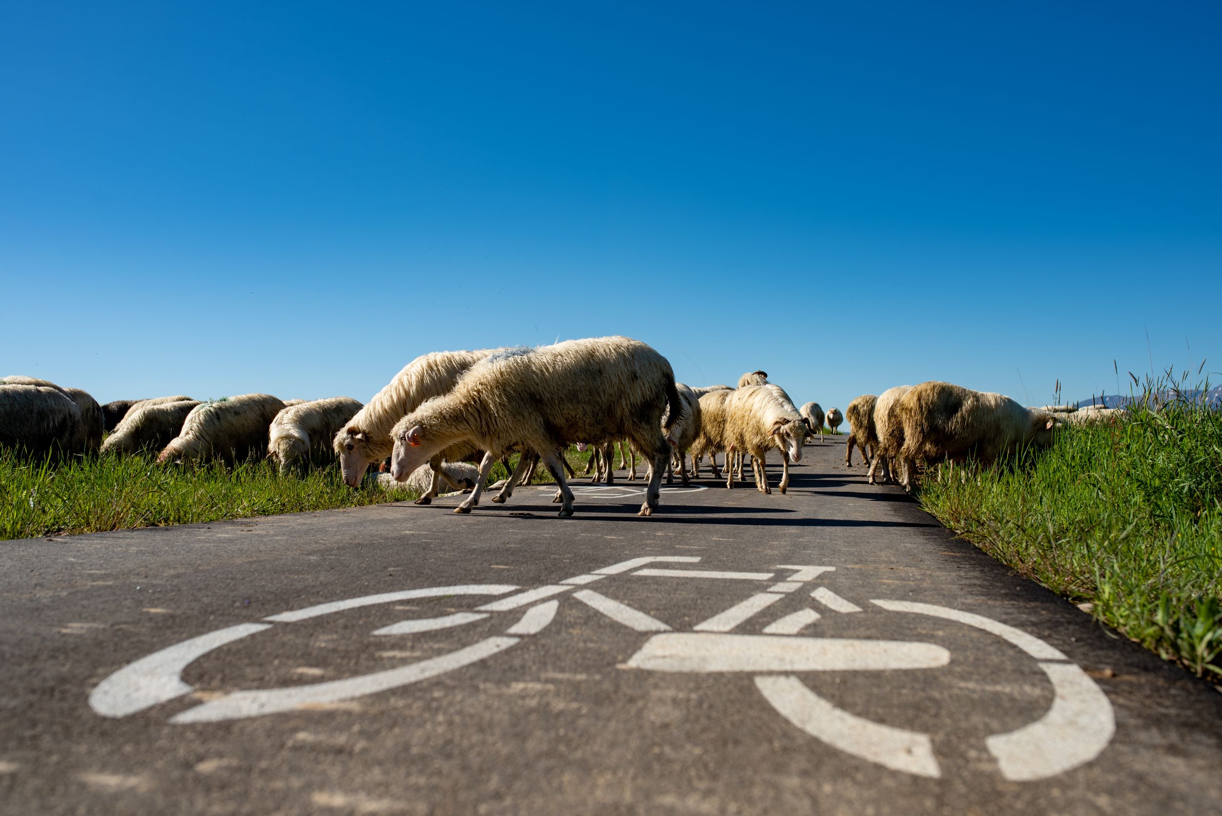 Stado owiec na trasie rowerowej Velo Dunajec.